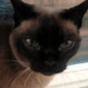 Meet your Posher, Lori